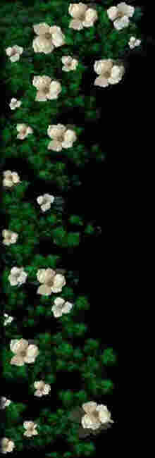 Image of magnolias.jpg